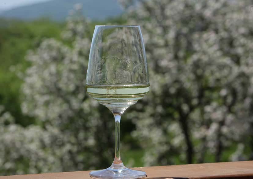 Experiências de degustação de vinhos na vinícola Maryan