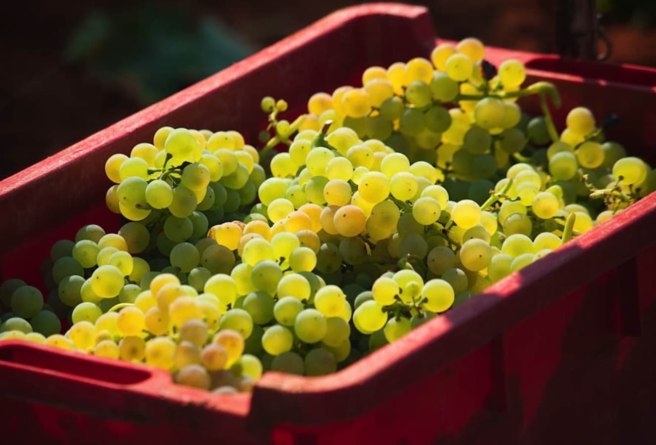 Weinprobe auf dem landwirtschaftlichen Anwesen der Familie Pilato