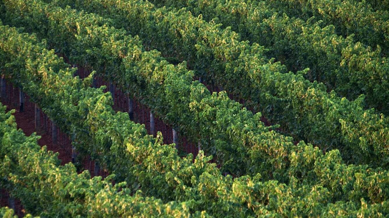 Pilato Winery Foto 3