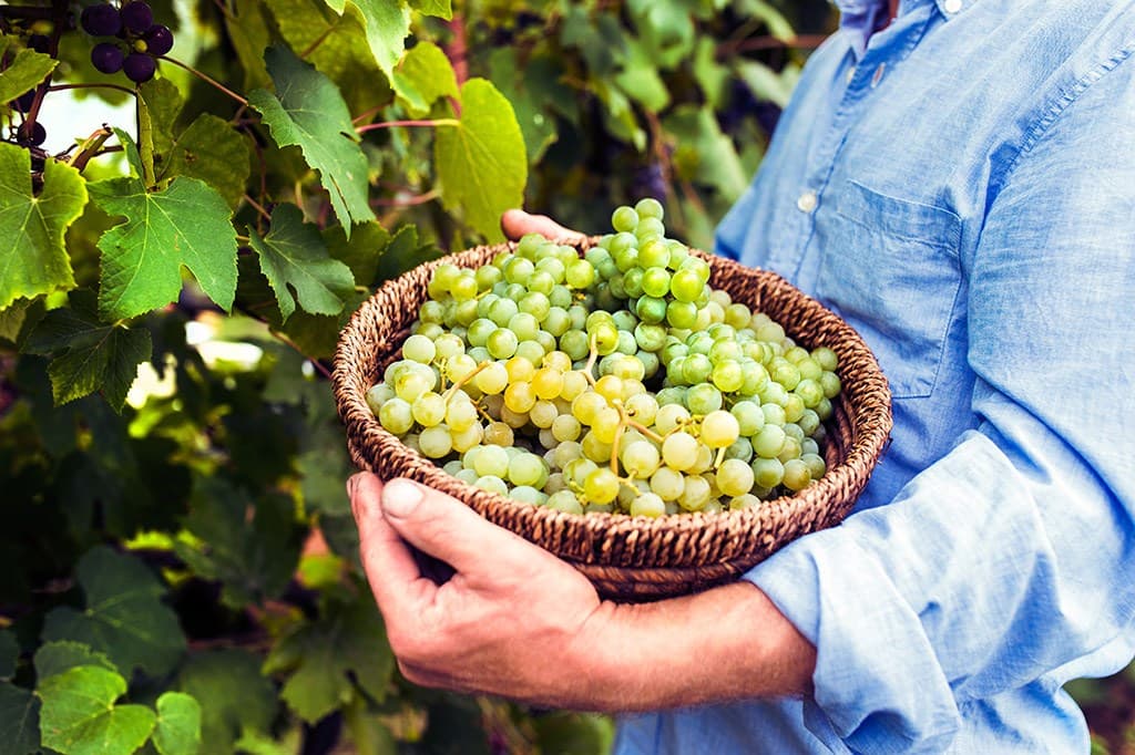 Weinprobe und Tour bei Sertura Società Agricola