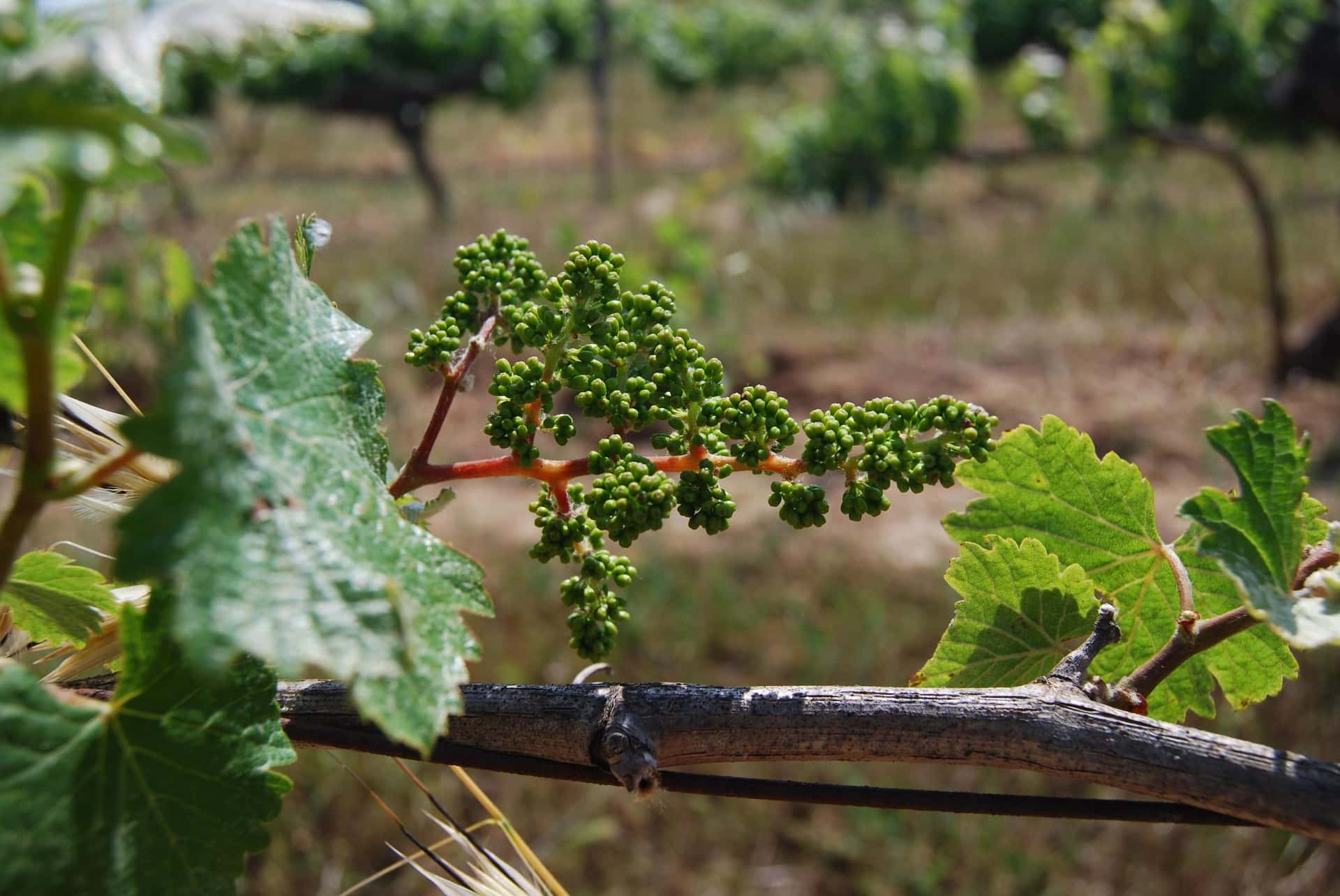 Catalan Vineyard Feast & Suriol Wine Pairing