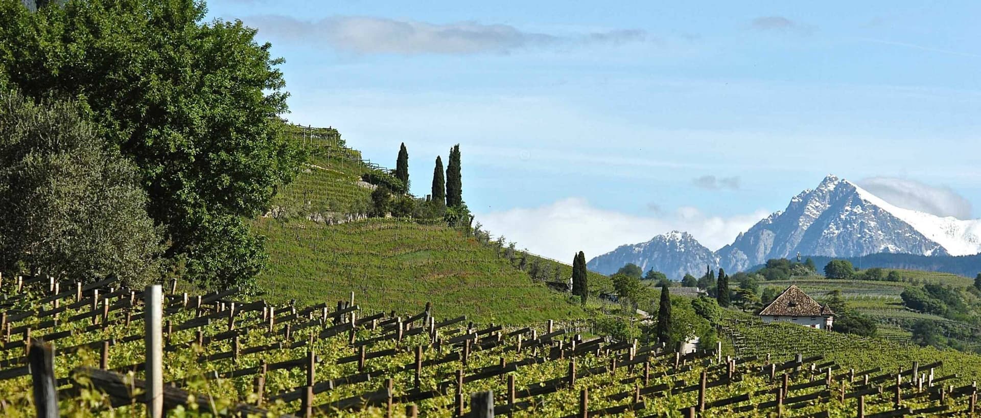 Tenuta Alois Lageder foto 5
