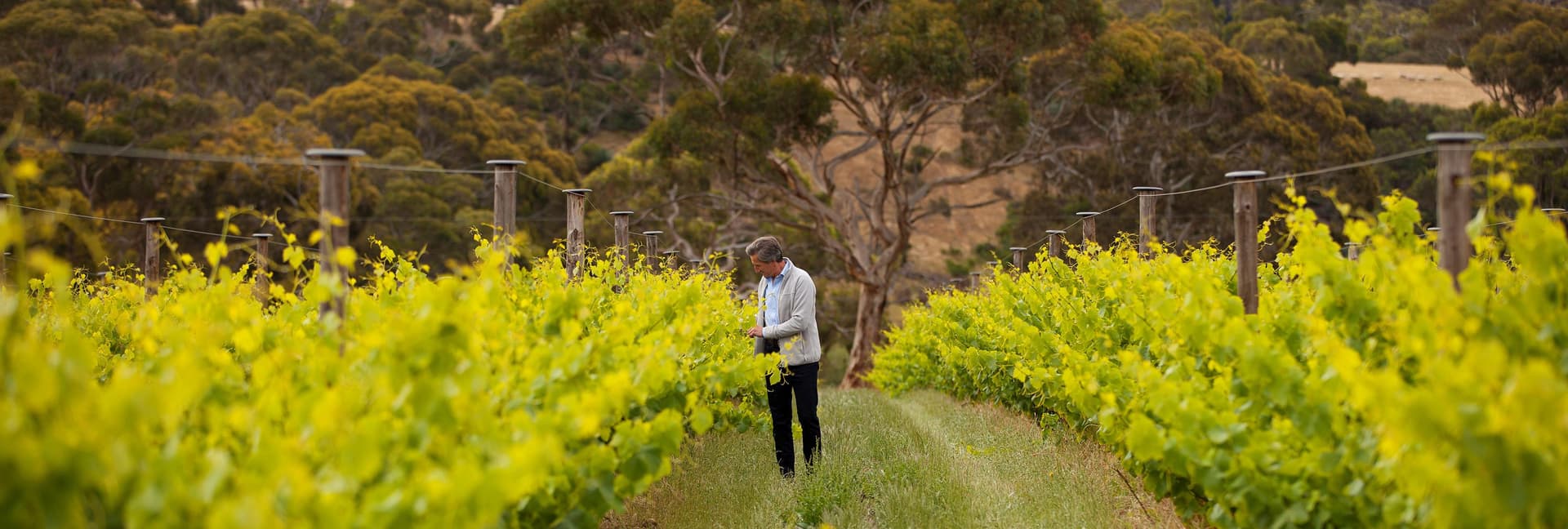 The Islander Estate Vineyards
