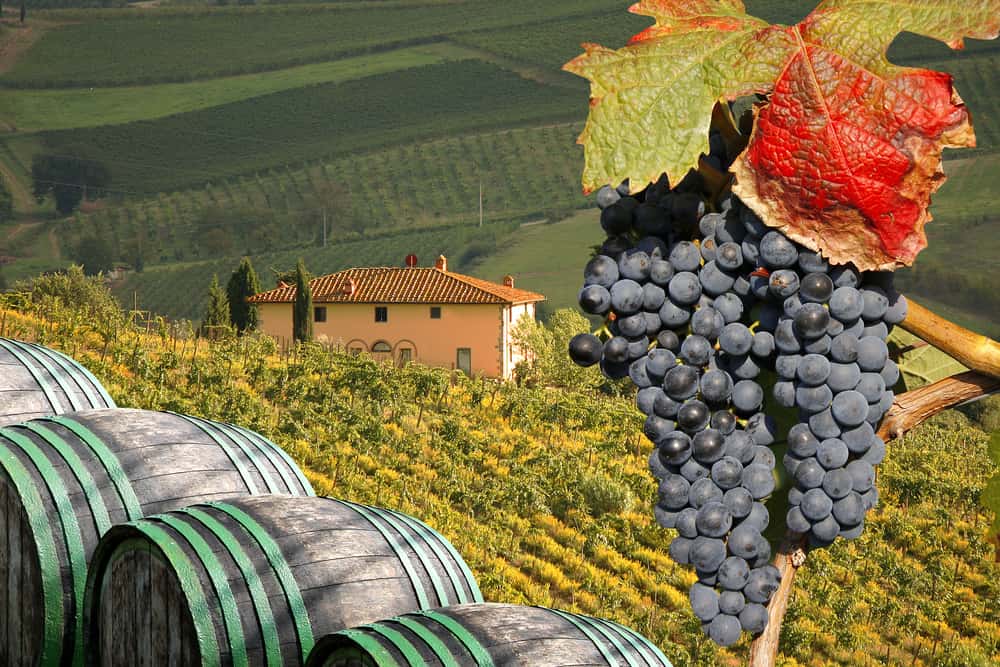 Wine Festivals in Italy - Your 2026 Guide