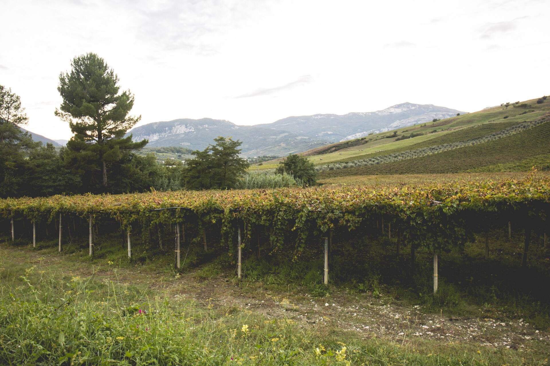 Azienda Agricola Terzini foto 5
