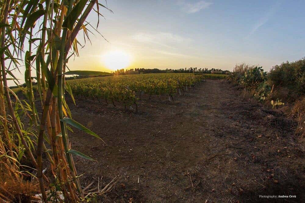 Dégustation premium à l'Azienda Vinicola Vernaccia F.Lli Serra