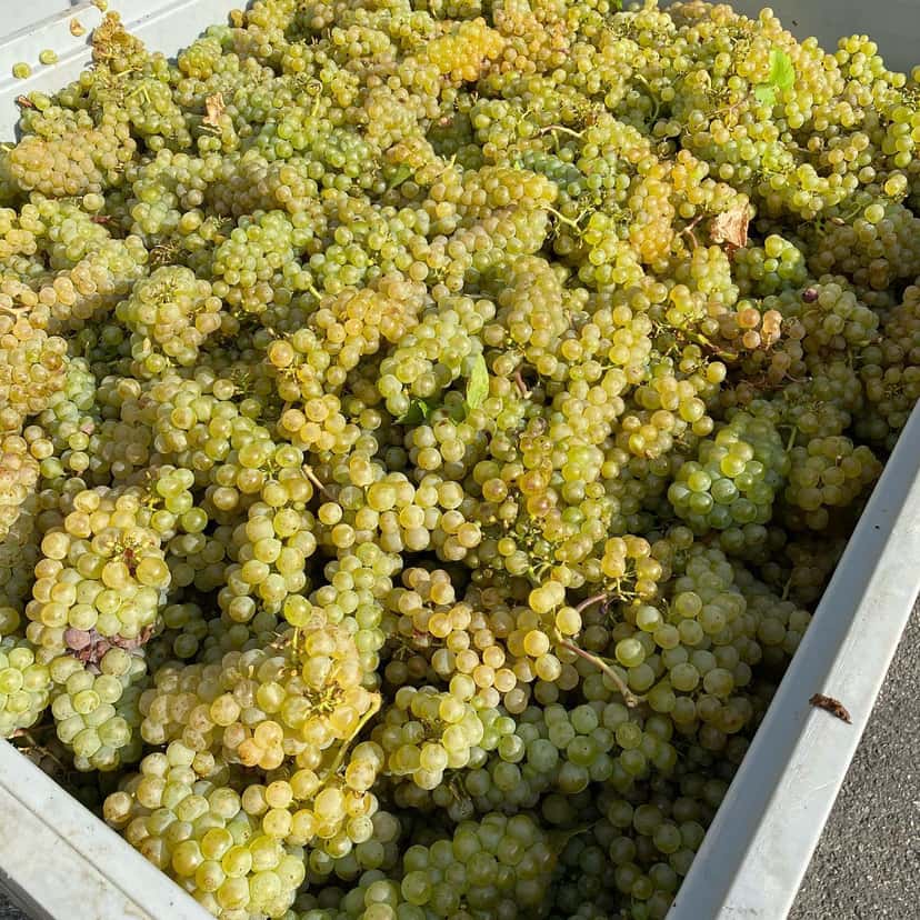 Burgenland Bio-Demeter Wine Journey at Braunstein