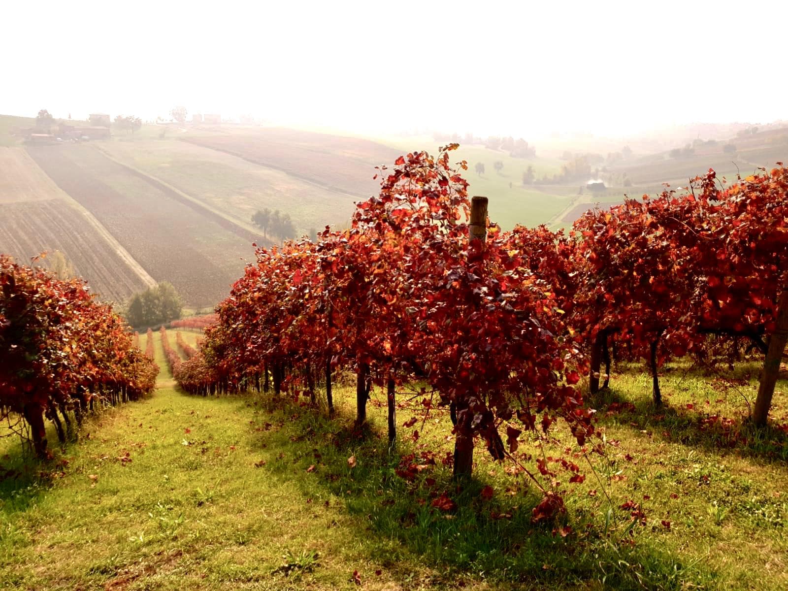 Opera02 Winery