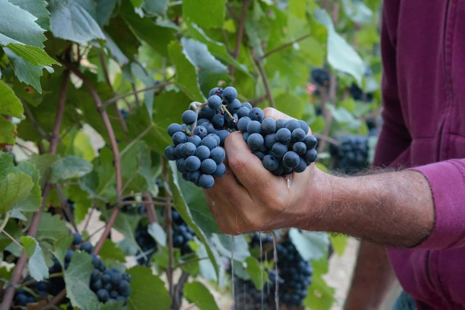 Degustação de vinhos populares e tour no Prime Alture Winery &…