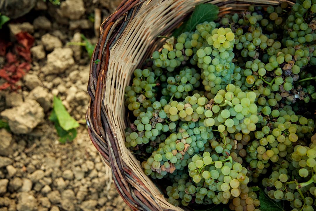 Sciaranuova Etna - harvest