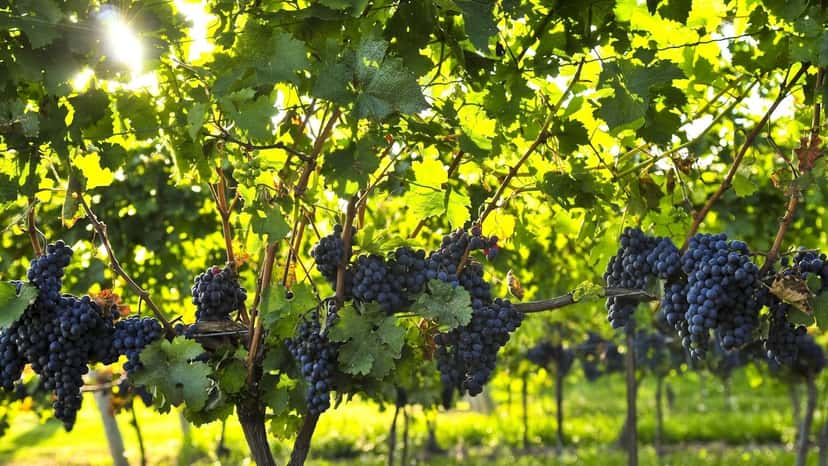 Visitez la cave Zodi pour une gamme d'expériences de dégustation de vin