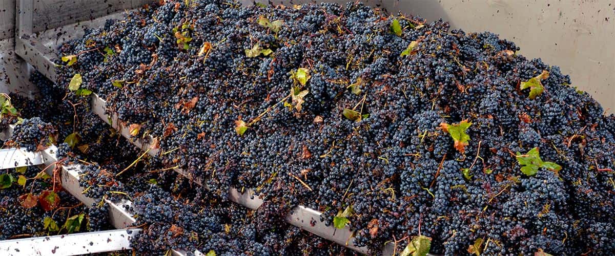 Dégustation de vins et visite guidée à l'Adega Cooperativa De…