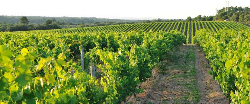 Palmela appellation