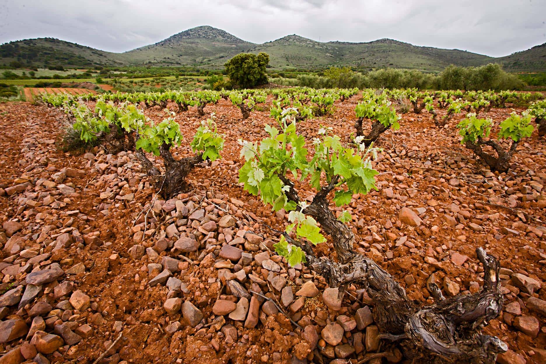 Wine region landscape