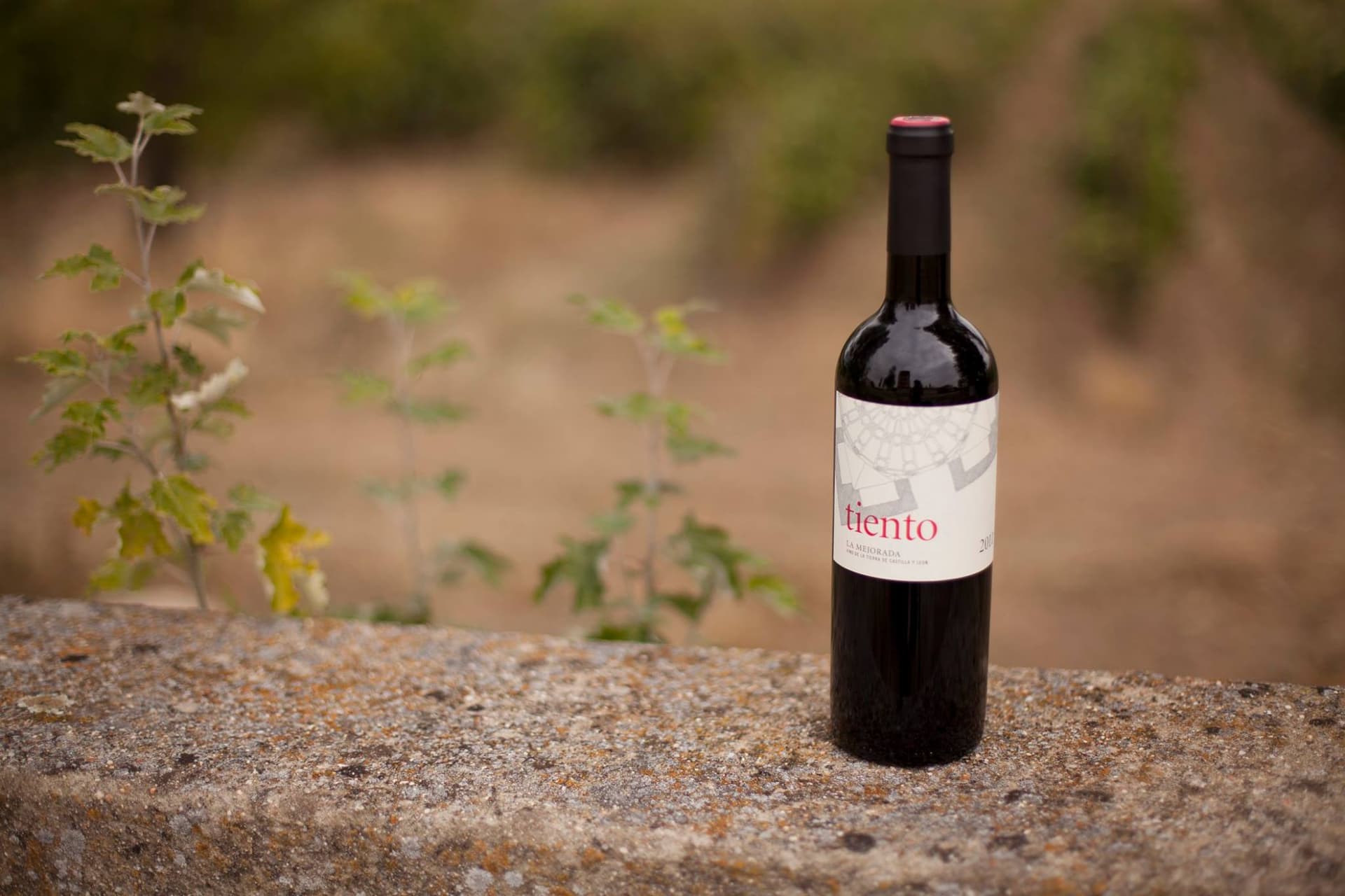 Weinprobe und Tour bei Bodegas Y Viñedos La Mejorada