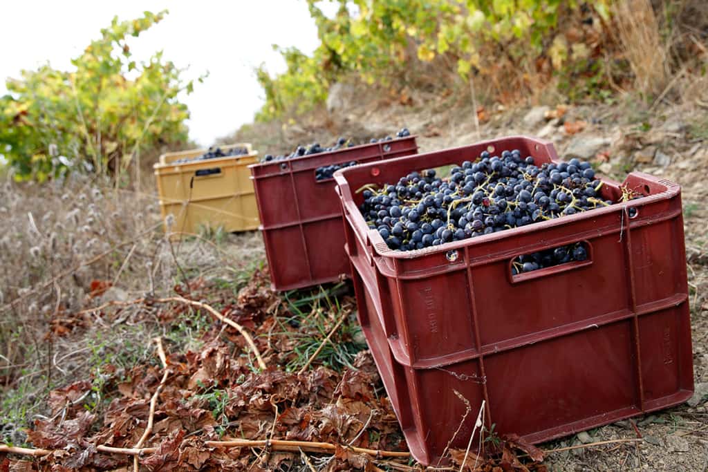 Weintour und Weinprobe im Celler Mas Del Botó