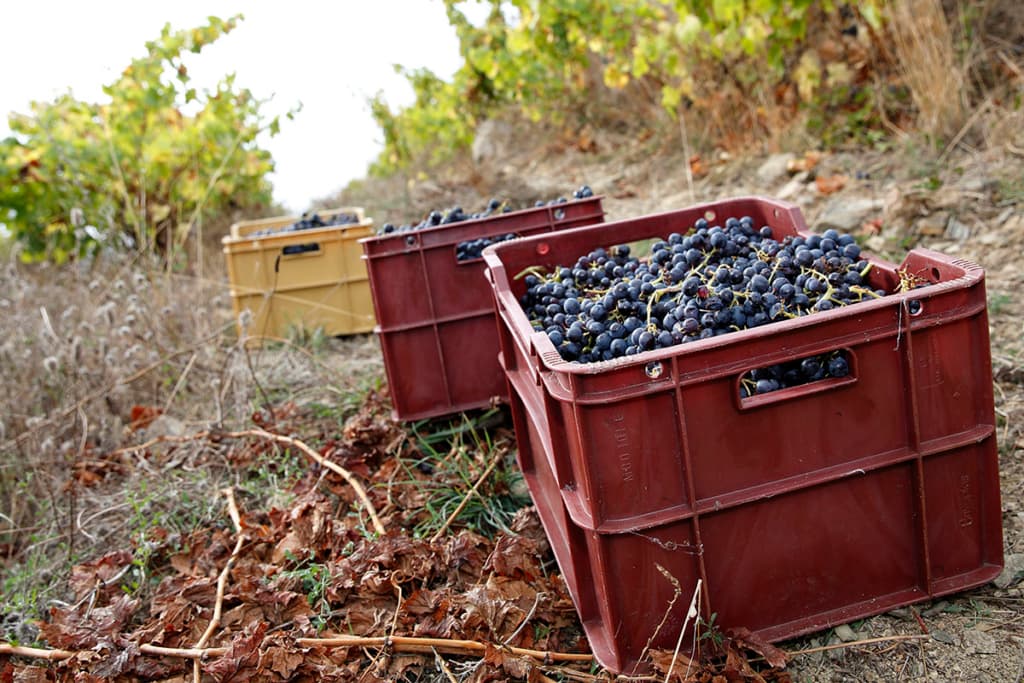Tour del vino e degustazione al Celler Mas Del Botó