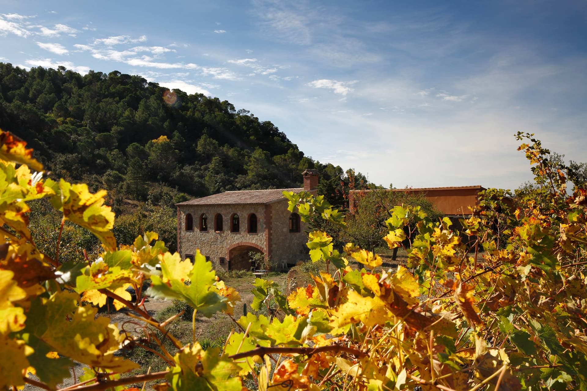 Celler Mas Del Botó foto 1