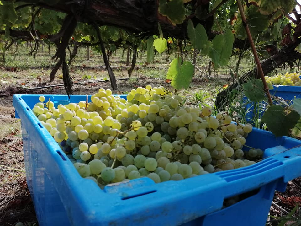 Populär vinprovning och rundtur på Quinta do Carvalhão Torto