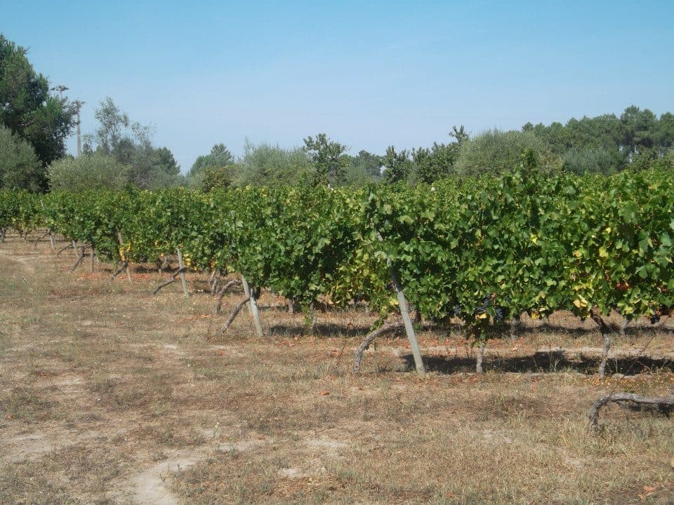 Premium vinprovning och rundtur på Quinta do Carvalhão Torto