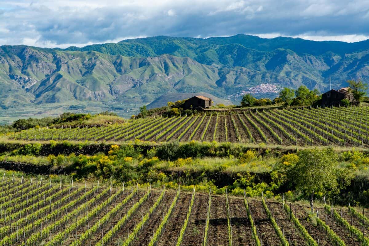 Wine region landscape