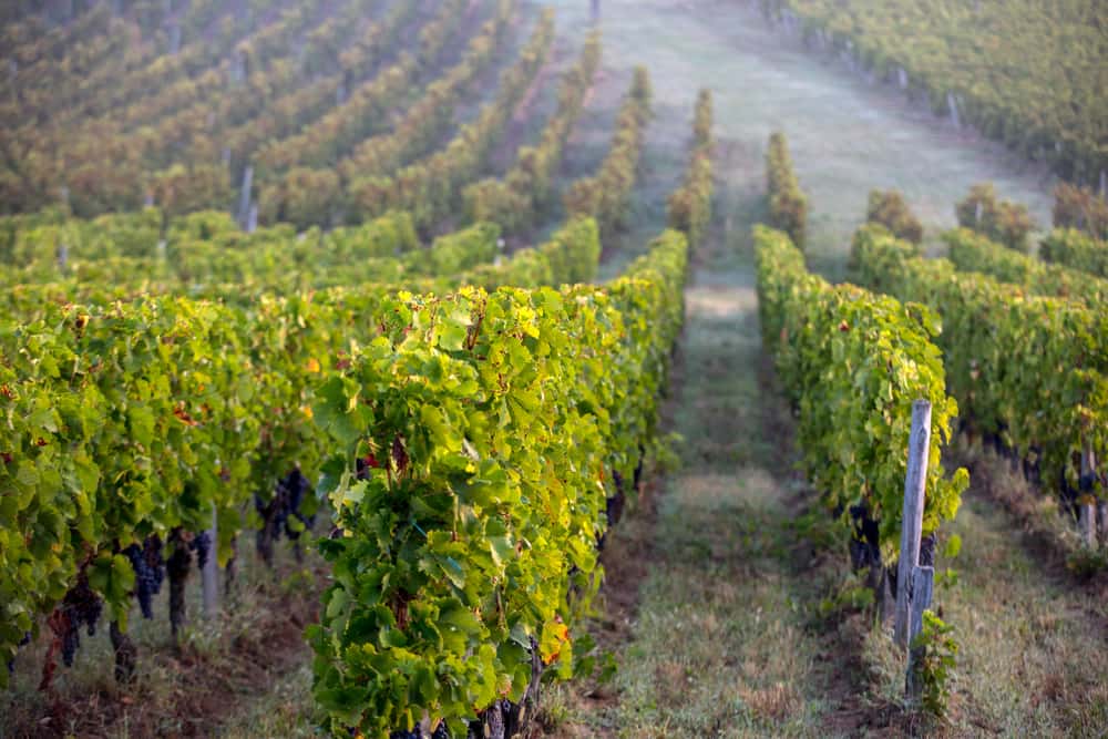 Paesaggio di una regione vinicola