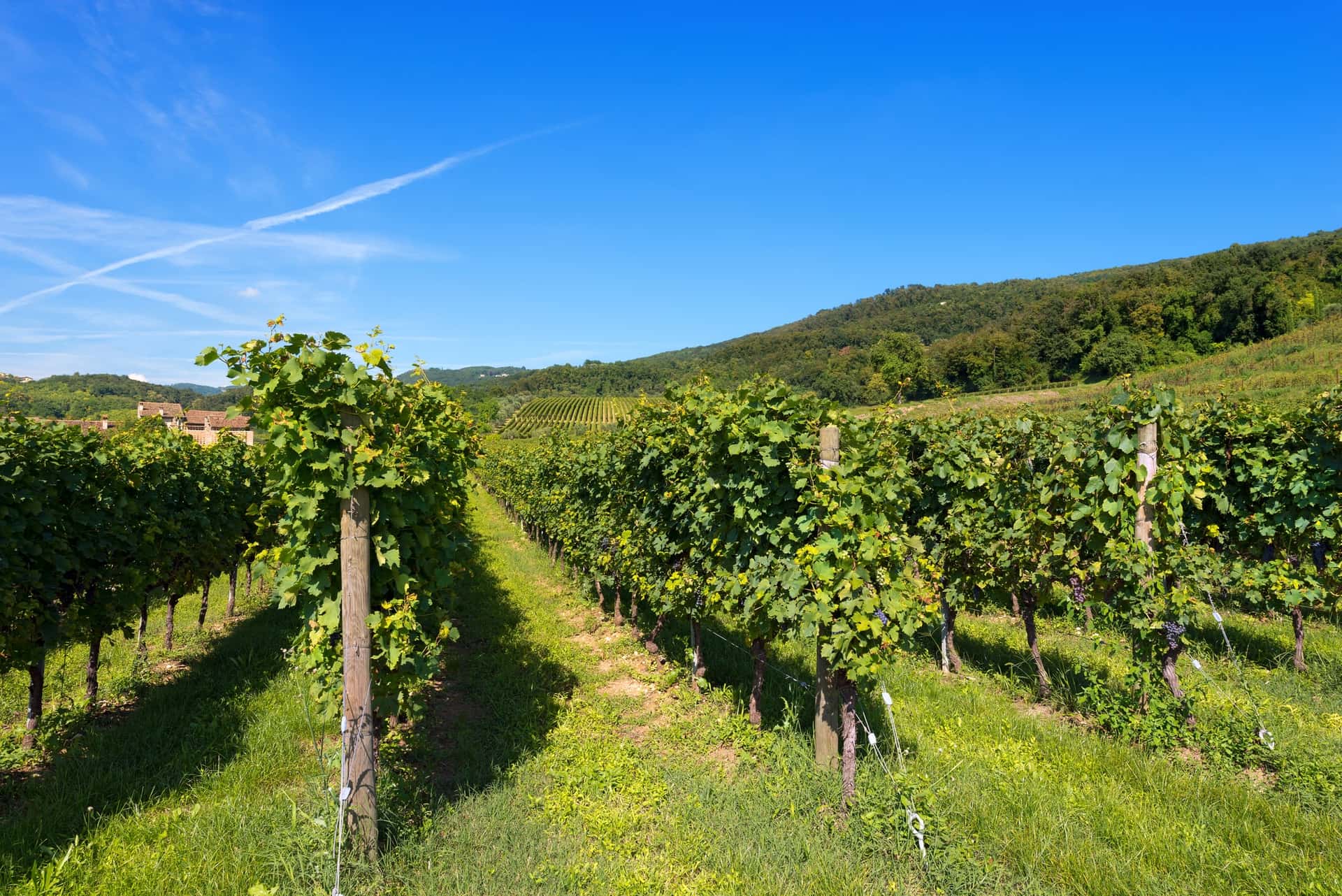 Visitez des vignobles incroyables lors de votre prochain voyage en Italie