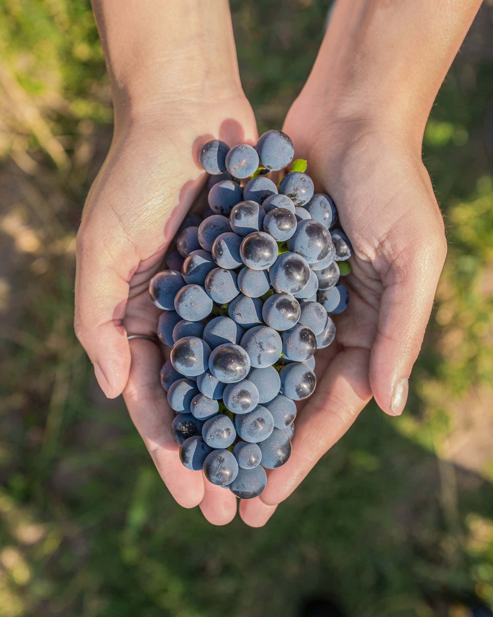 Senderismo por viñedos, visita a bodegas y cata de vinos
