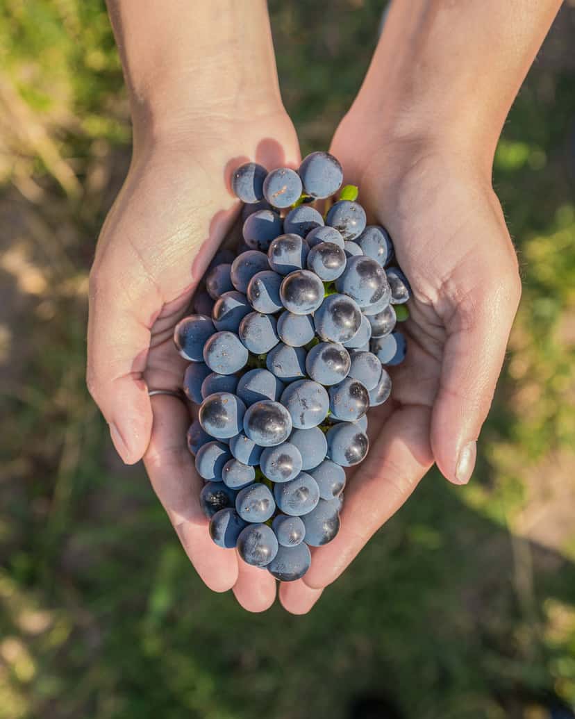 Wandern in den Weinbergen, Weintour und Weinprobe