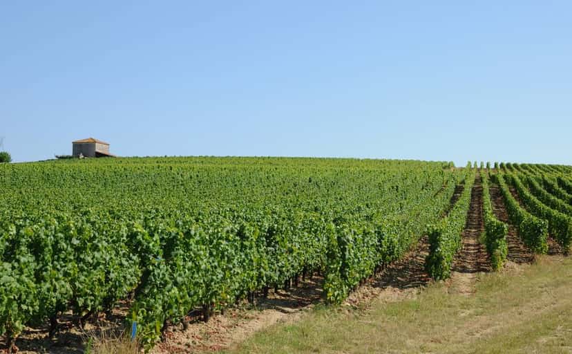 Cérons appellation