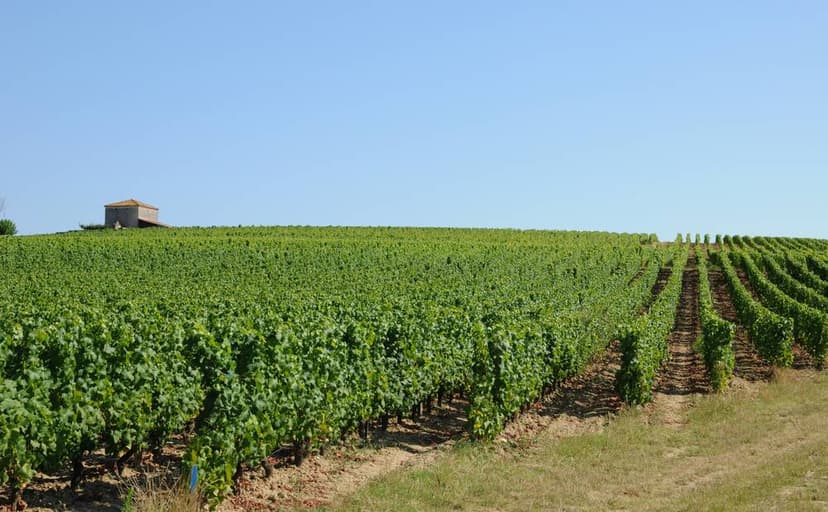 Wineries Near Bergerac