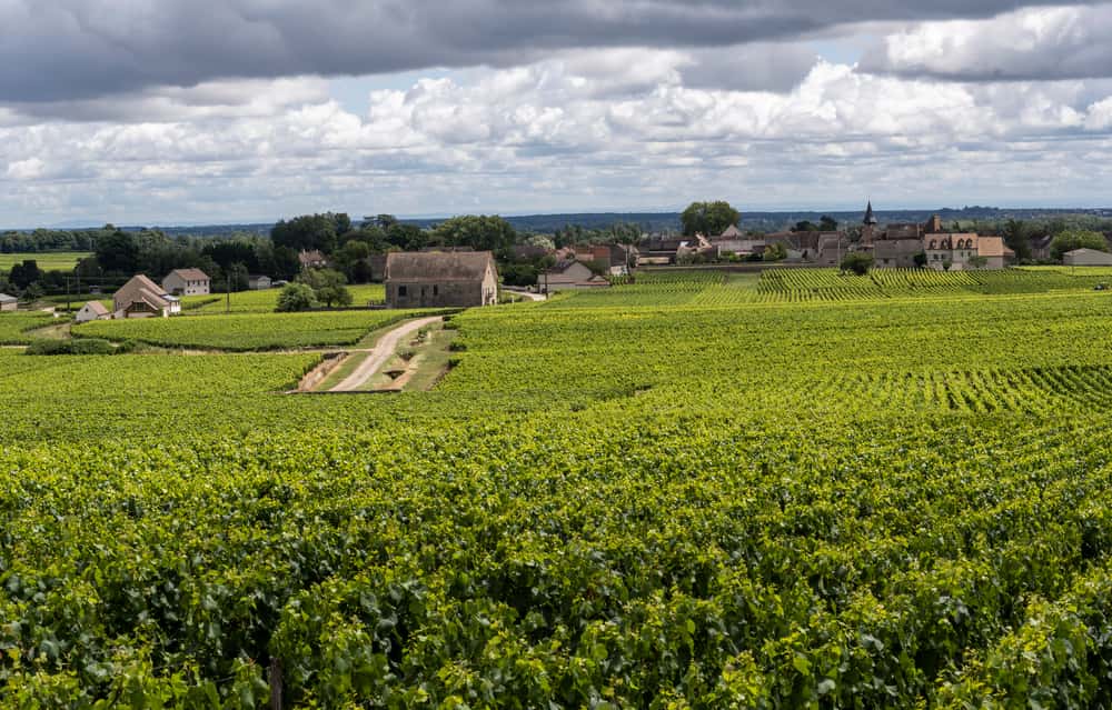 Landschaft einer Weinregion