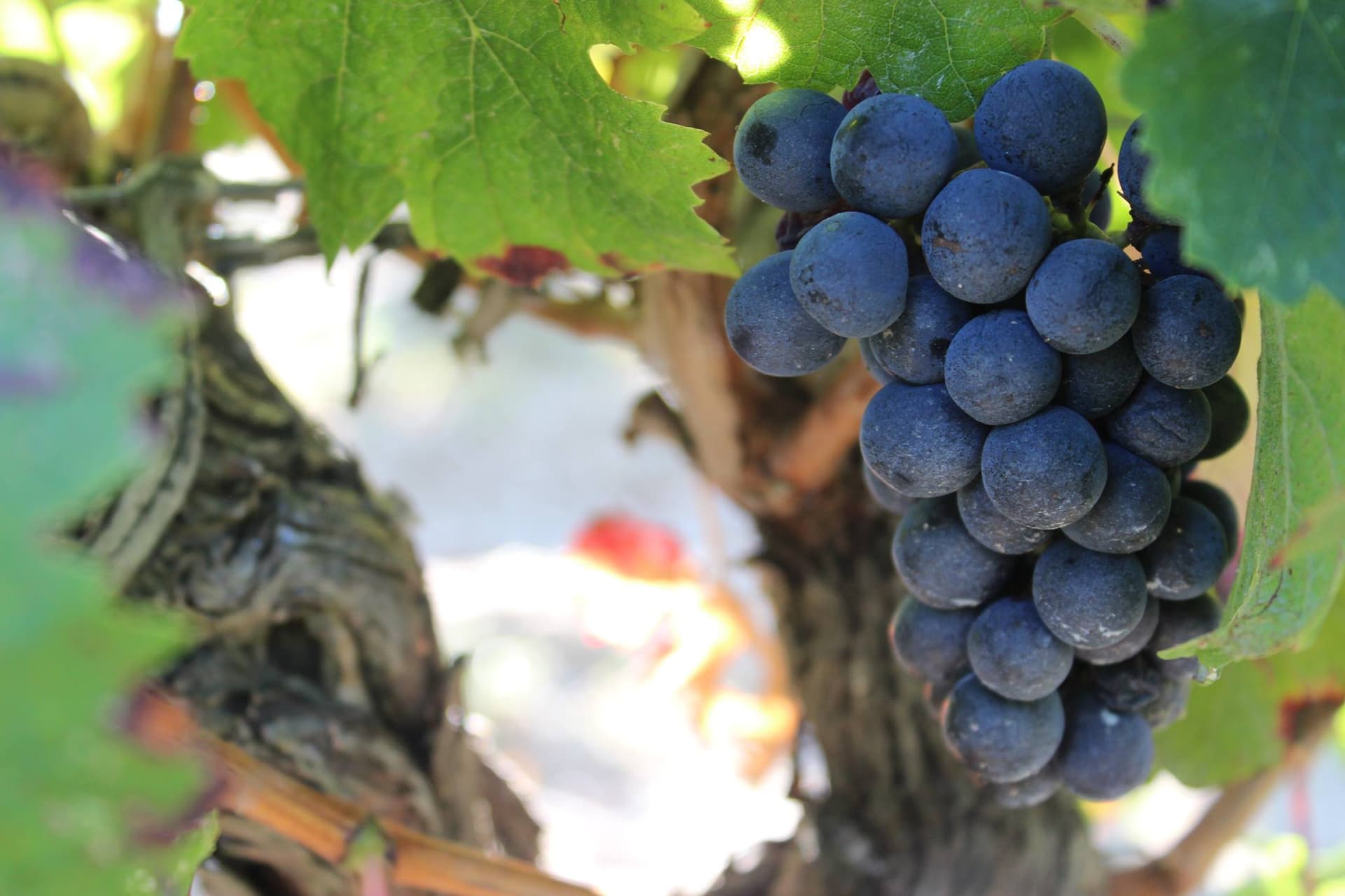 Loire Valley Organic Wine Tasting & Vineyard Tour