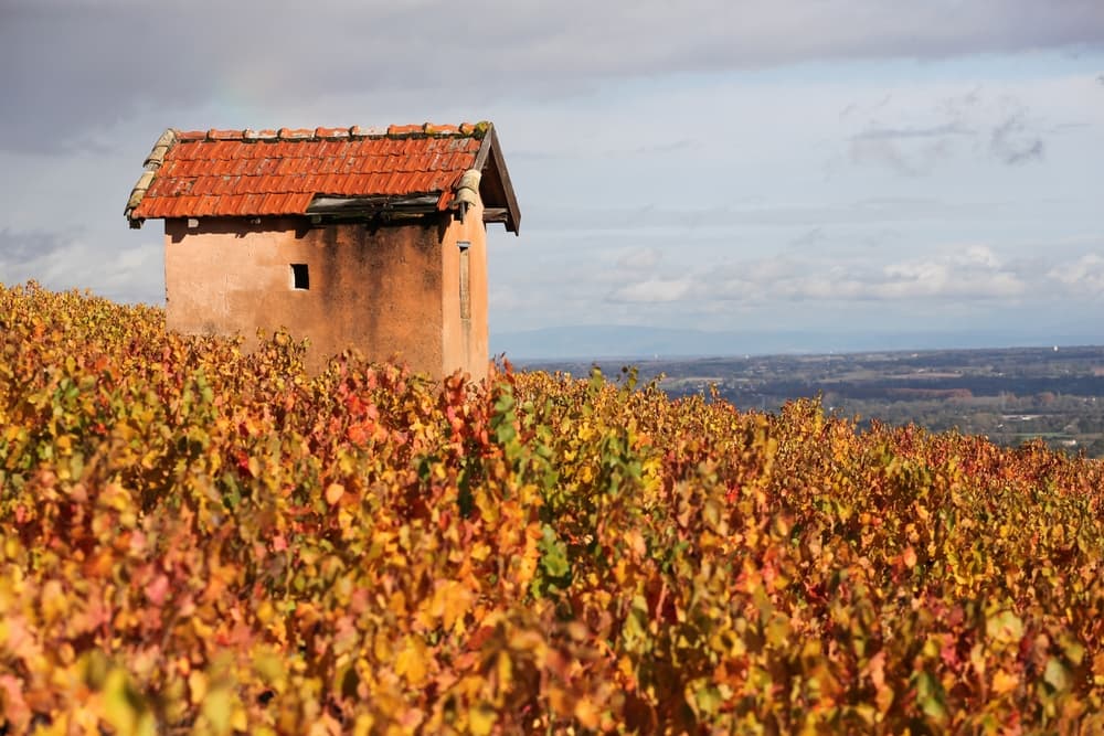 Morgon Beaujolais