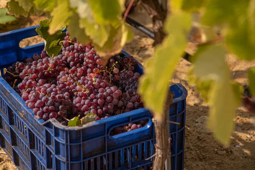 Nestor Winery