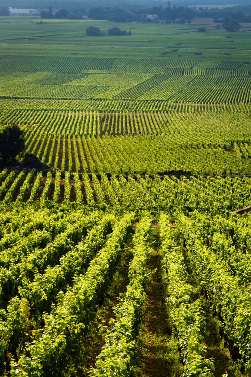 Chambertín appellation