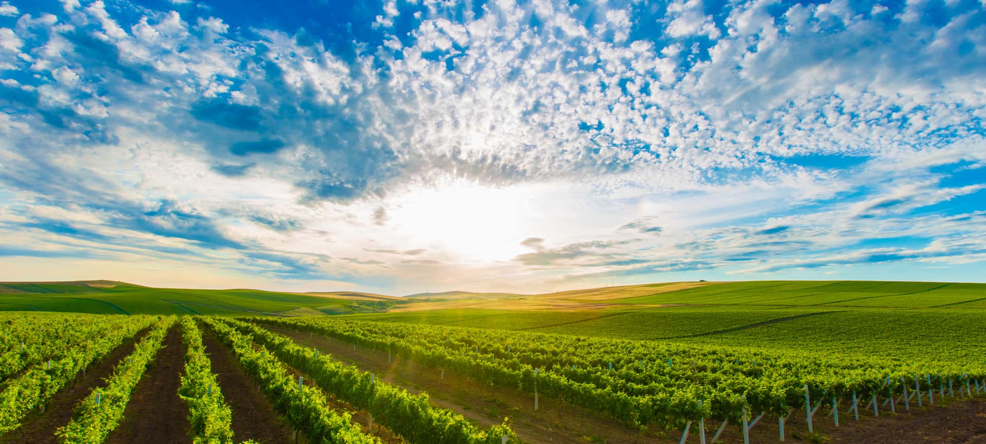 Shirvan Valley Vineyard Tour & Premium Tasting