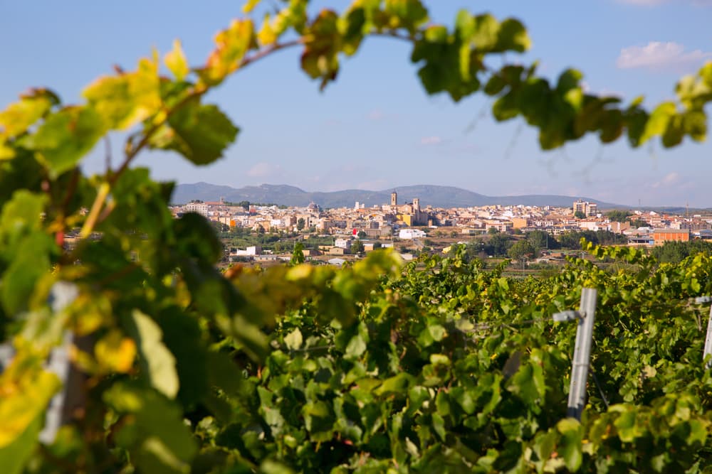 Vigneti di Requena nella regione vinicola di Valencia, Spagna