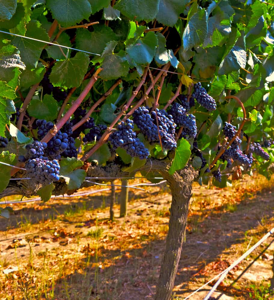 Carmenère