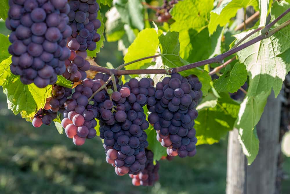 Pinot Gris