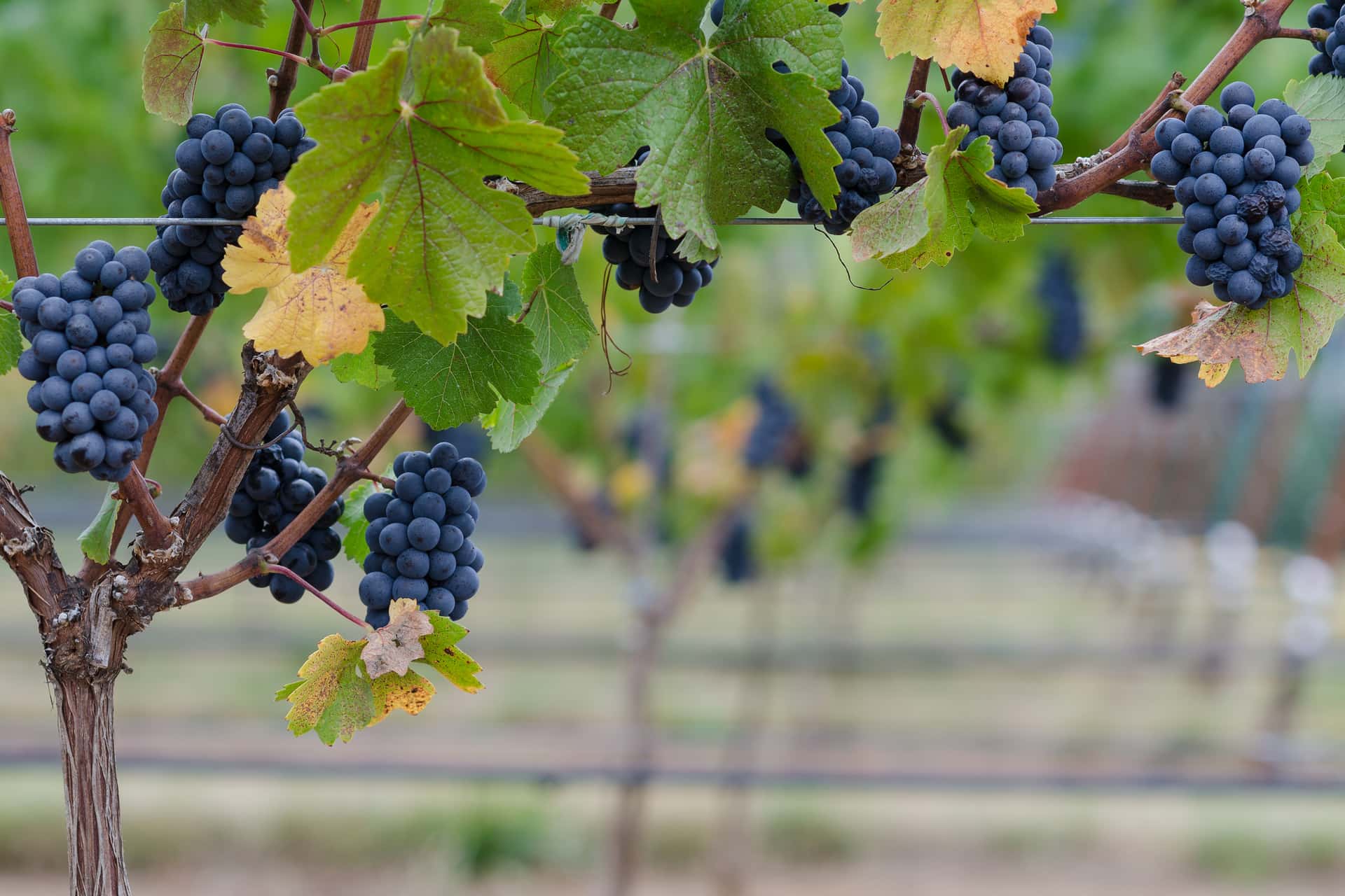 Pinot Noir
