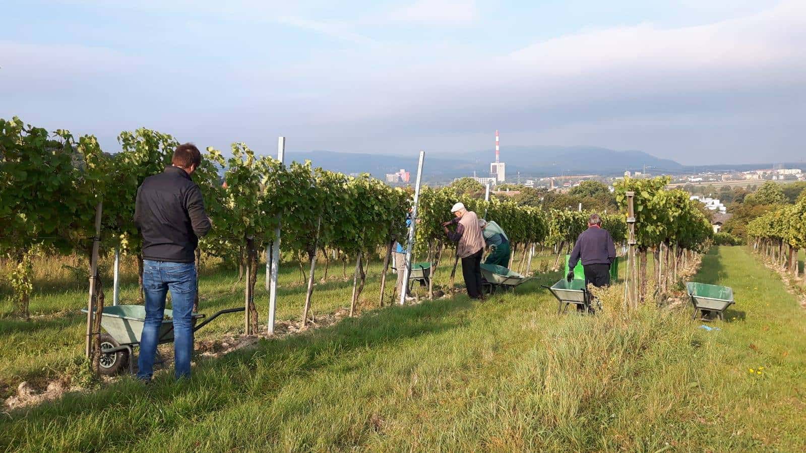 Degustazione di vini e tour presso Weingut DI Johanes Stuttner