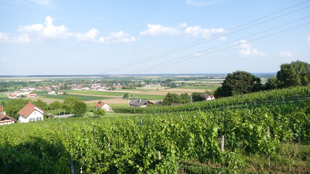 Vigne della Weingut Grosz nella regione vinicola della Bassa Austria