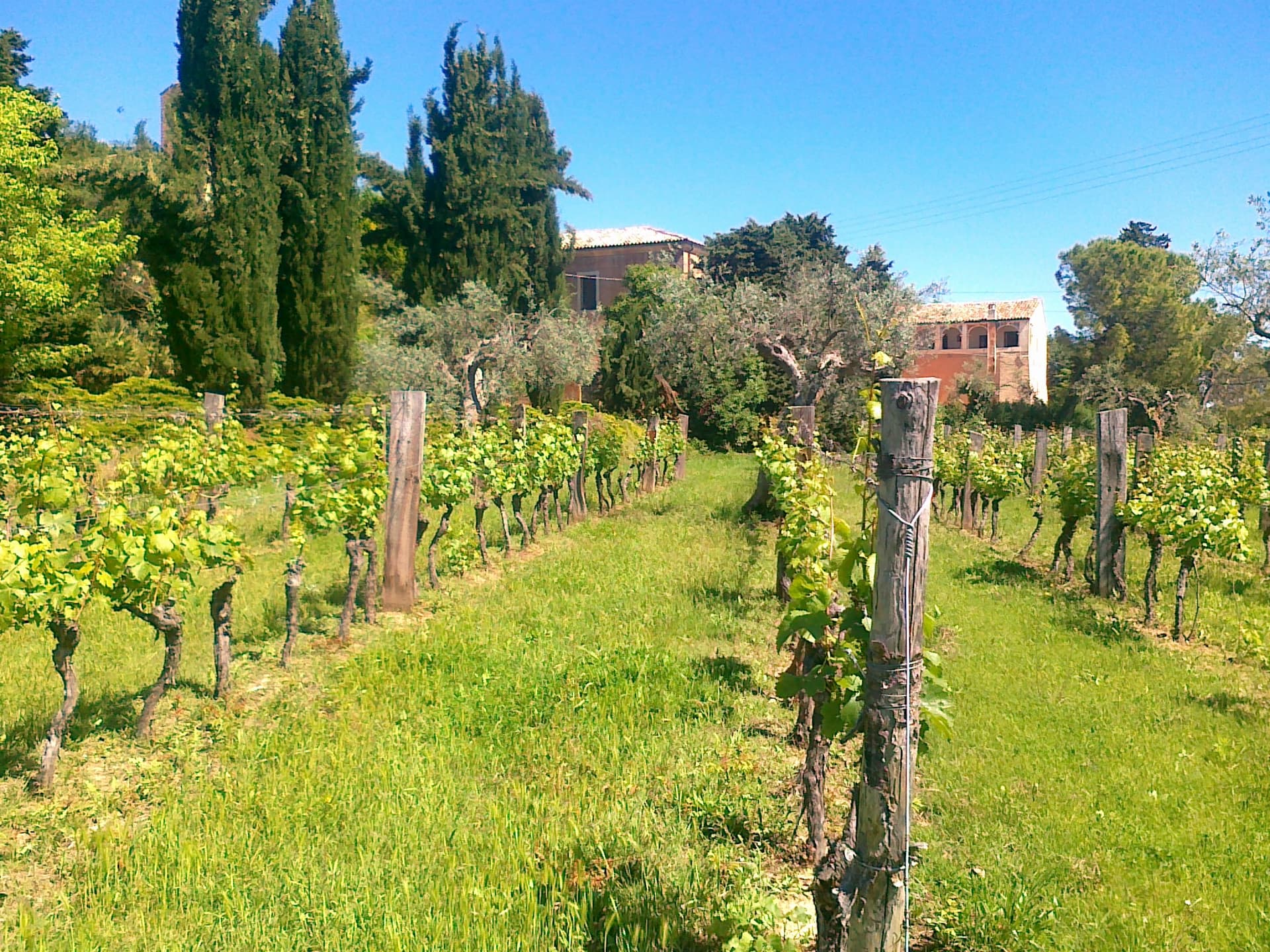 Vinprovningsupplevelse | Abbazia di Propezzano