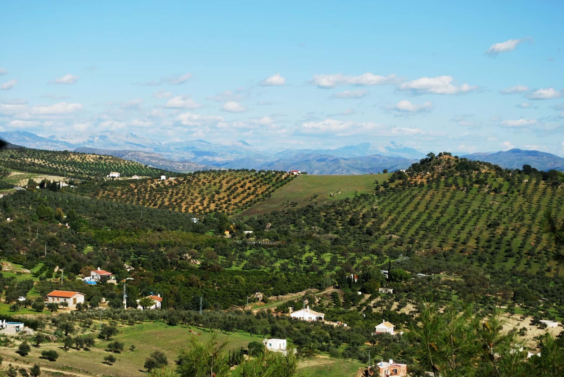 Landschaft einer Weinregion