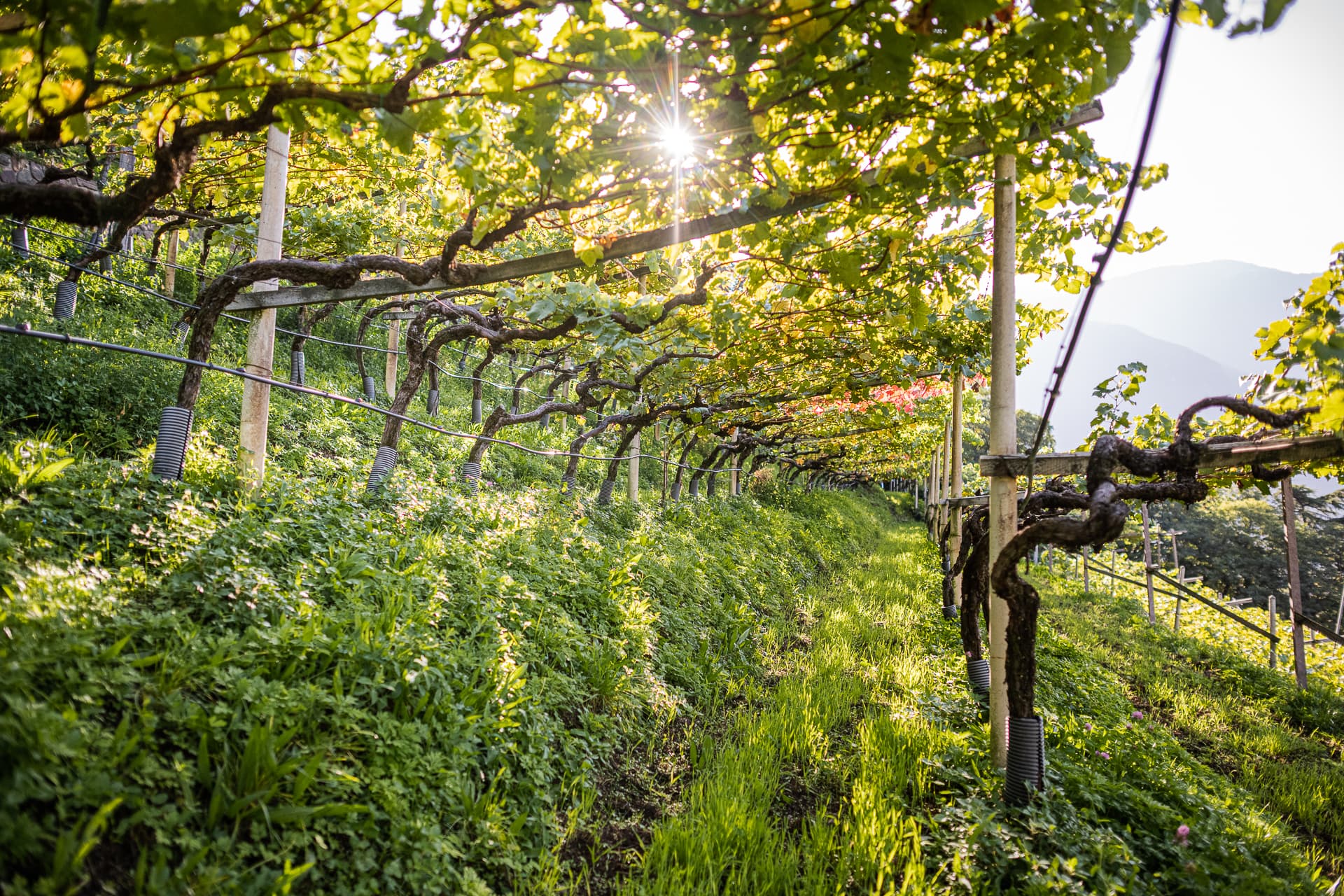 Heiner. Winery
