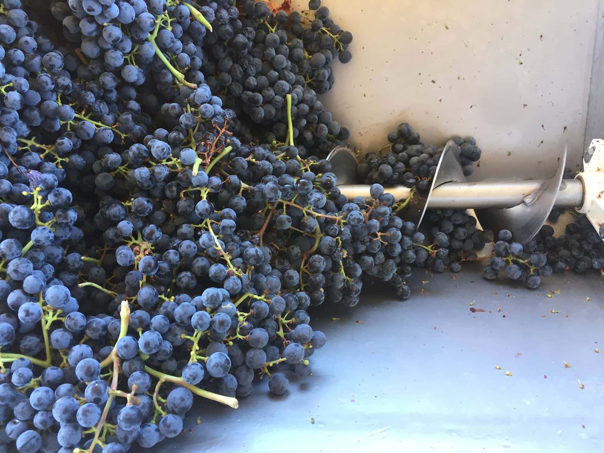 Behind the Label - Degustação de vinhos e tour