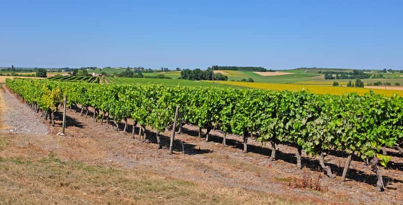Charente-Maritime appellation