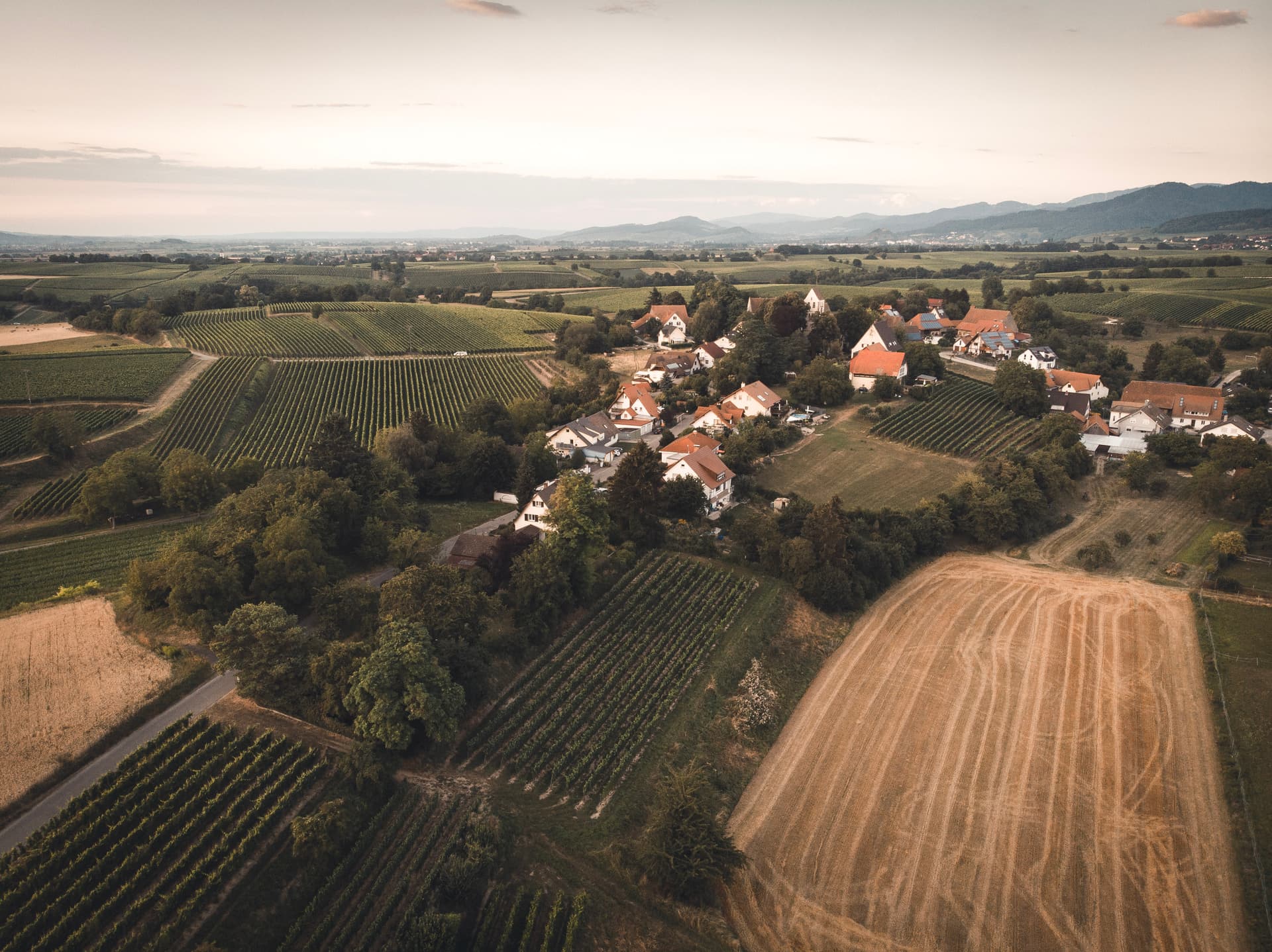 Vinprovning på Winery Rieger