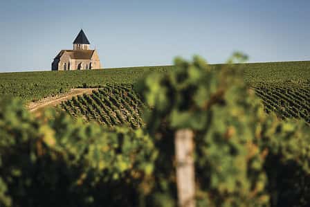 Landschaft einer Weinregion